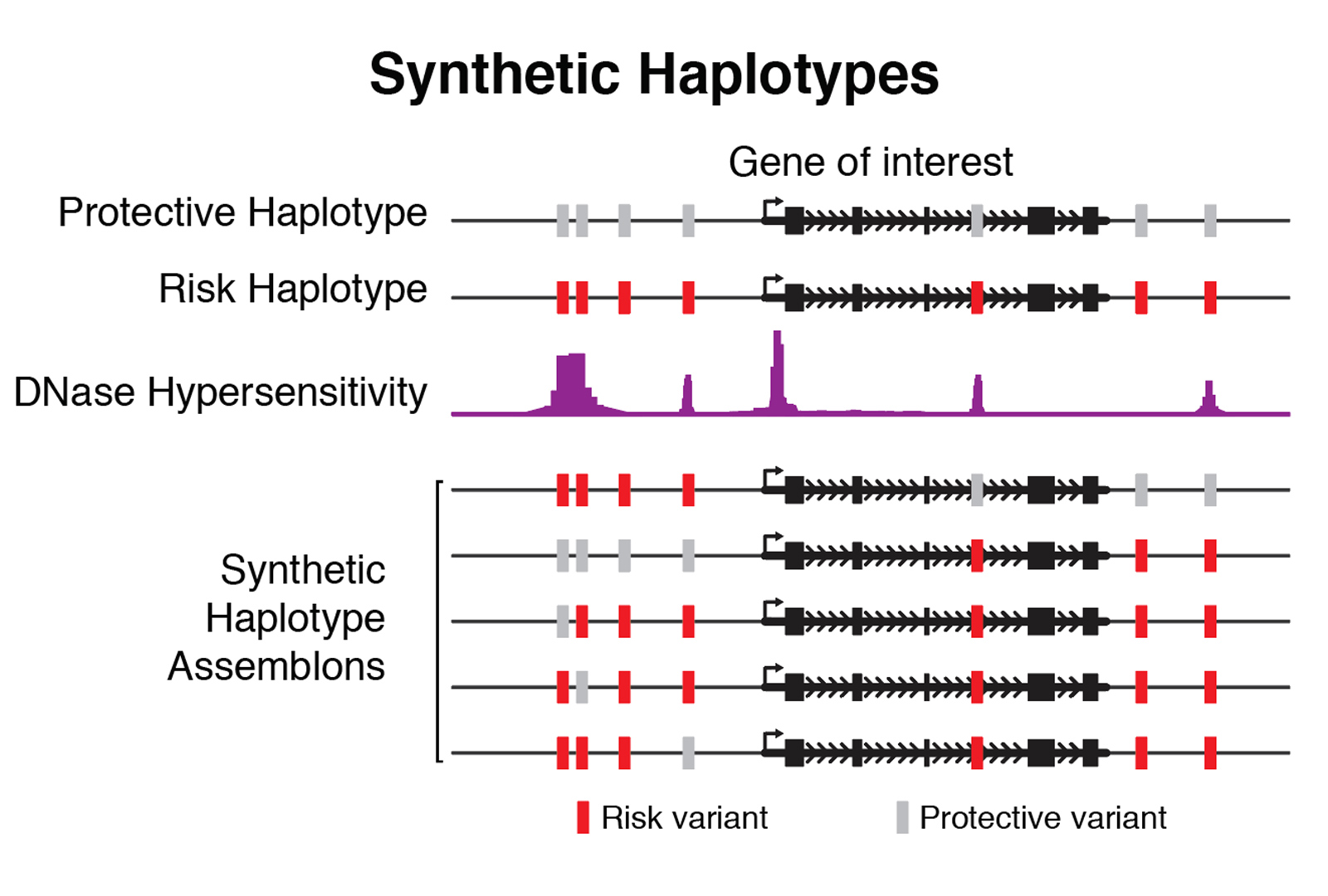 synthetic-haplotypes.png