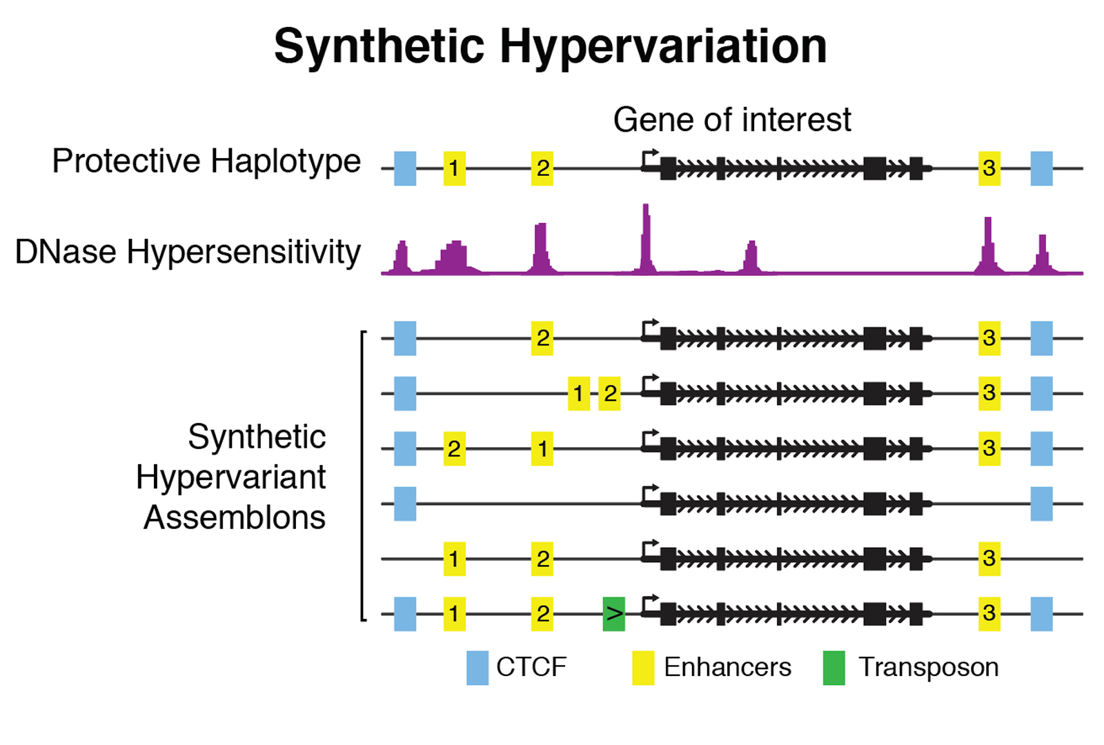 synthetic-hypervariation.png