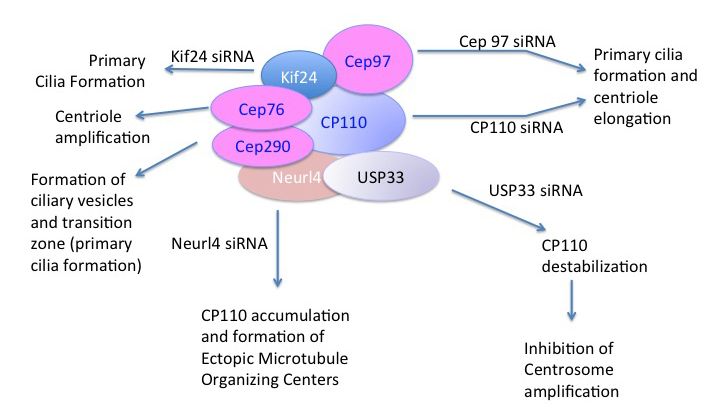 Description of Functional Characteristics of CP110