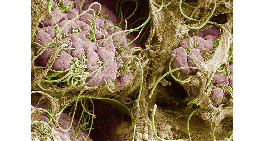 Microscopic Image of Bacteria
