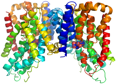 Crystal Structure of a Bacterial INDY Homologue