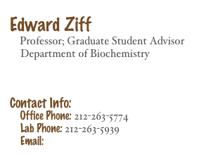 
Edward Ziff
    Professor; Graduate Student Advisor
    Department of Biochemistry 



Contact Info: 
    Office Phone: 212-263-5774
    Lab Phone: 212-263-5939
    Email: Edward.Ziff@nyumc.org 