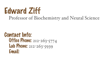 
Edward Ziff
    Professor of Biochemistry and Neural Science     
   

Contact Info: 
    Office Phone: 212-263-5774
    Lab Phone: 212-263-5939
    Email: Edward.Ziff@nyumc.org 